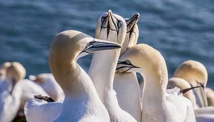 爱游戏电竞官网-热火替补强势表现斩获胜利，热火队补强