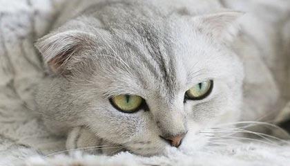 爱游戏-AC米兰在意甲积分追平国际米兰，争夺榜首，意甲新赛季ac米兰比赛